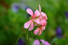 DSC_0121.webp