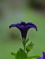 DSC_0126.webp