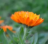DSC_0136.webp