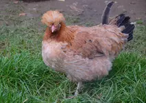 Huhn1.webp
