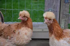 Huhn2.webp
