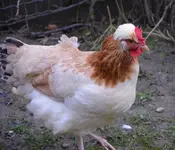 Huhn3.webp