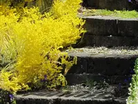4.5.6.Garten (68)v.webp