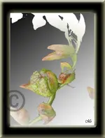 Fresie 2.webp