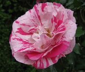 Concert Blüte _.webp