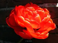 _Gefuellte Tulpe.webp