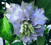 Clematis hybride chalcedony_3.webp