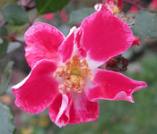 Candia Meidiland 06.12.14.webp