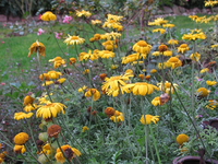 Färberkamille 06.12.14.webp