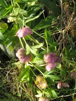 004_576x768.webp