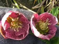 007_1024x768.webp