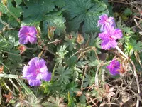 006_1024x768.webp