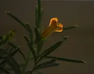 Blüte 2.webp