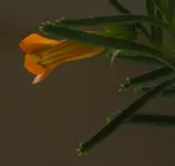 Blüte schaf 7.12..webp