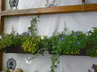 Balkonkästen am Haus.webp