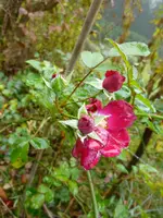 Eingangsrose.webp
