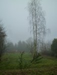 Garten im Nebel (von oben).jpg