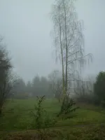 Garten im Nebel (von oben).webp