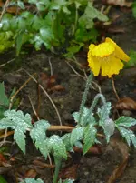 Klostermohn.webp