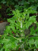 Kugeldistel.webp