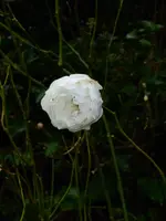 Schneewittchen.webp