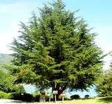 grosser Weihnachtsbaum v.webp