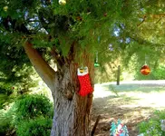 grosser Weihnachtsbaum v (1).webp