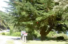 grosser Weihnachtsbaum v (2).webp