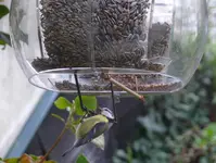 PlexiGlocke.webp