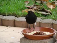 2014-12-03 Steffan.webp