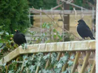 2014-12-05        Ich erkär dir mal die Spielregeln hier.webp