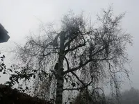 Birke klein halten.webp