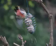 mittelspecht1.webp