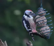 mittelspecht2.webp