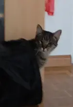 MaggooTunnel.webp