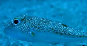 Fisch1.bmp.webp