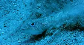 Fisch 2.bmp.webp
