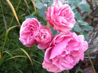 DSCN6319.webp