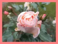 006.webp
