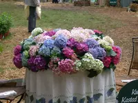 Hortensien 1.webp