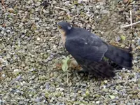 Sperber mit Beute_052.webp