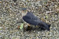 Sperber mit Beute_061.webp