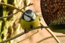 Blaumeise_3226.webp