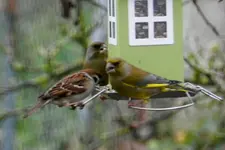 Grünfink-Spatz_0004.webp