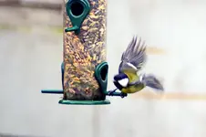 Kohlmeise_00051.webp