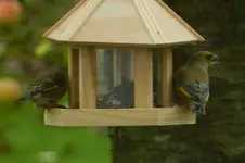 Grünfink_0004.webp