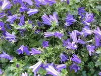 001.webp