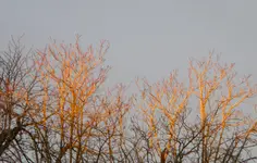 DSCN6347.webp
