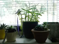 DSCN6367.webp