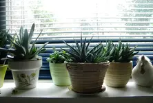 DSCN6369.webp